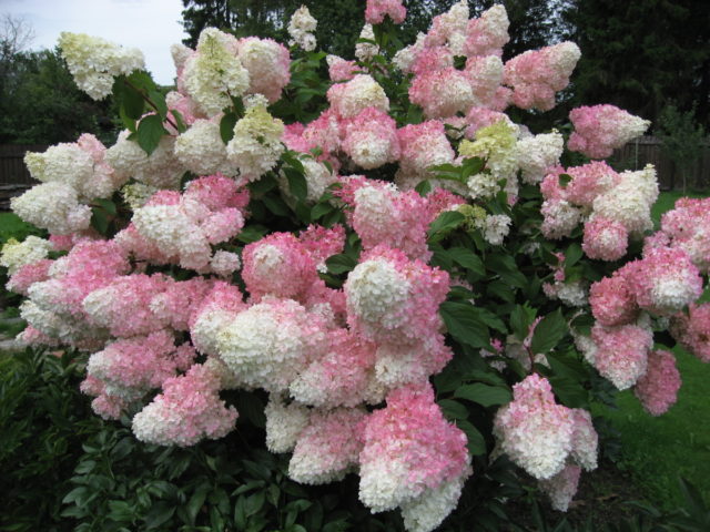 Hydrangea Angels Blush: description, planting and care, photo