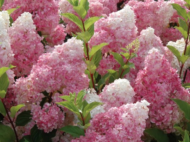 Hydrangea Angels Blush: description, planting and care, photo