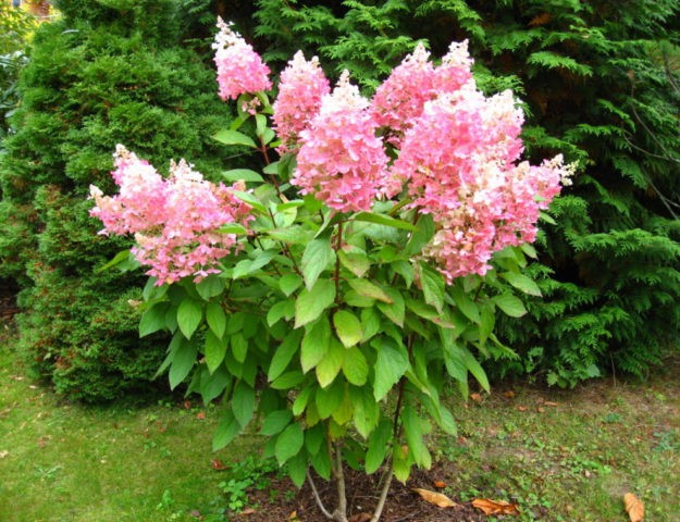 Hydrangea Angels Blush: description, planting and care, photo