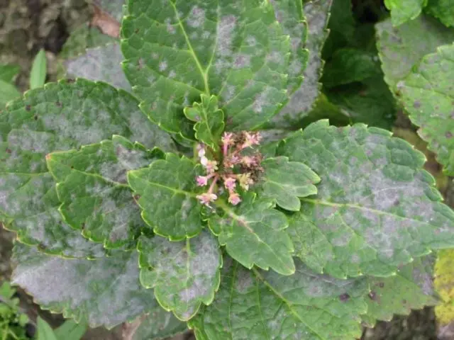 Hydrangea Angels Blush: description, planting and care, photo