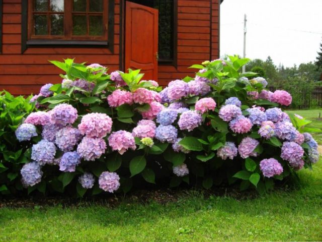 Hydrangea Blaumais: description, planting and care, reviews