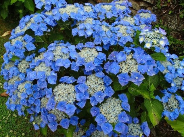 Hydrangea Blaumais: description, planting and care, reviews