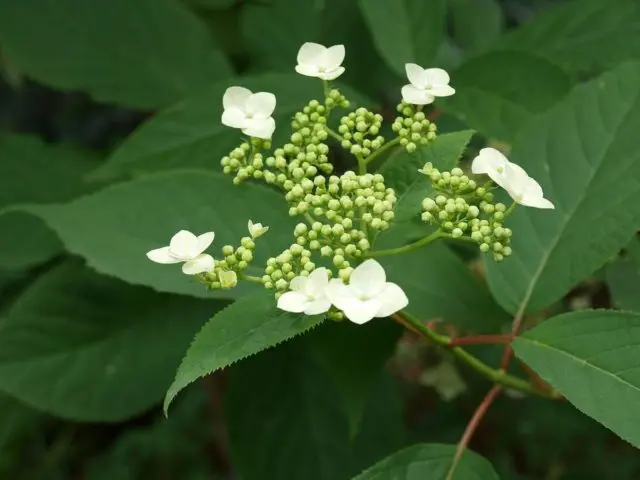 Hydrangea Bretschneider: photo, planting and care, reviews