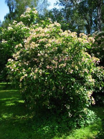 Hydrangea Bretschneider: photo, planting and care, reviews