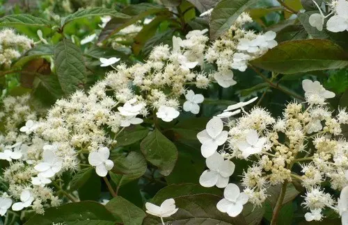 Hydrangea Bretschneider: photo, planting and care, reviews