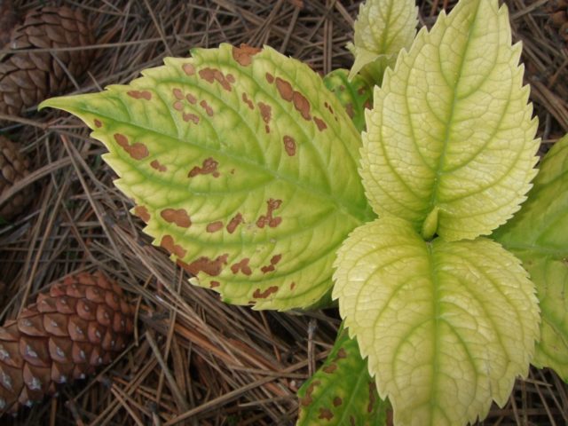 Hydrangea Bretschneider: photo, planting and care, reviews