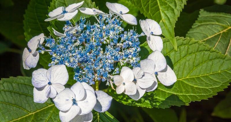 Hydrangea Bretschneider: photo, planting and care, reviews