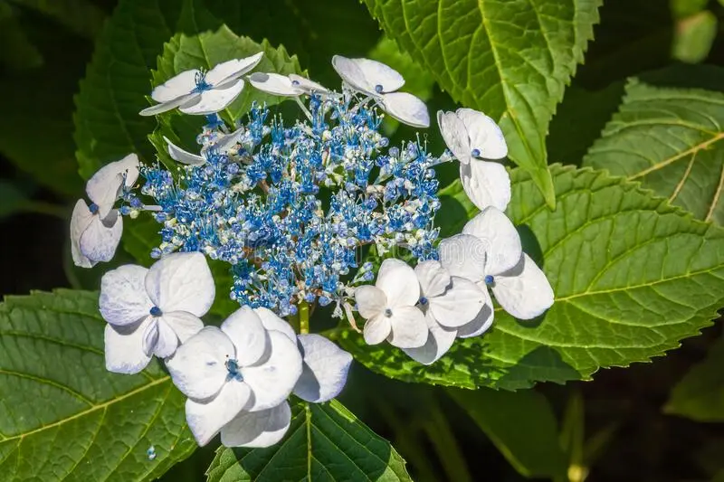 Hydrangea Bretschneider: photo, planting and care, reviews