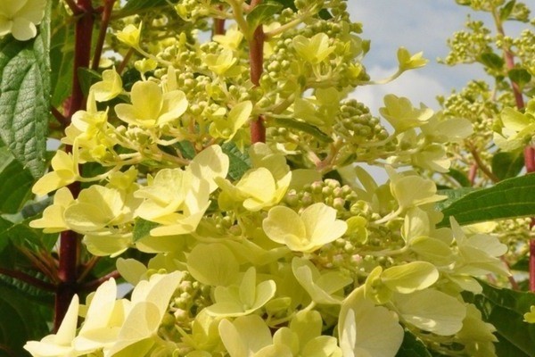 Hydrangea Candelight: variety description, reproduction, photo