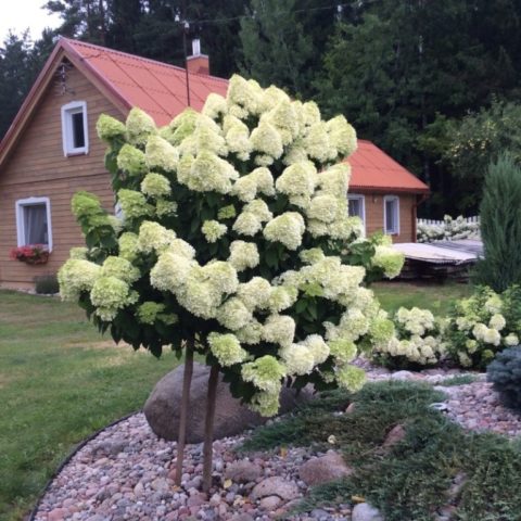 Hydrangea Candelight: variety description, reproduction, photo