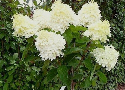 Hydrangea Candelight: variety description, reproduction, photo