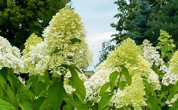 Hydrangea Candelight: variety description, reproduction, photo