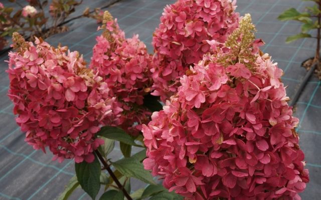 Hydrangea Candelight: variety description, reproduction, photo