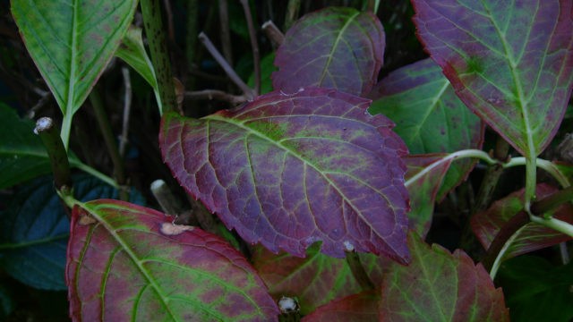 Hydrangea Candelight: variety description, reproduction, photo