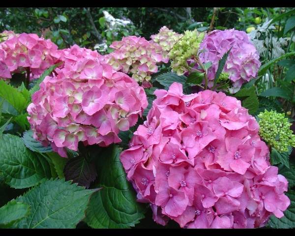 Hydrangea care in autumn 