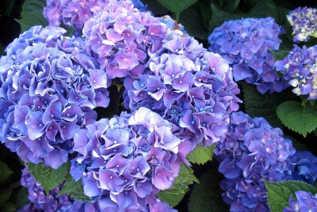 Hydrangea care in autumn 