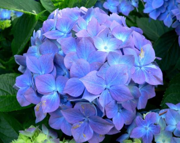 Hydrangea care in autumn 