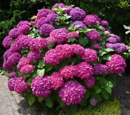 Hydrangea care in autumn 