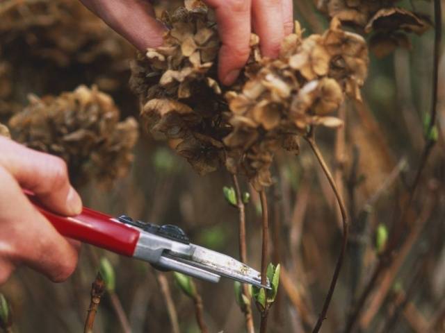 Hydrangea care in autumn 