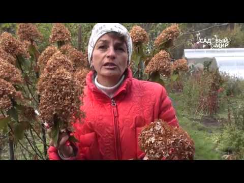 Hydrangea care in autumn 