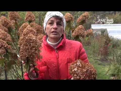 Hydrangea care in autumn 