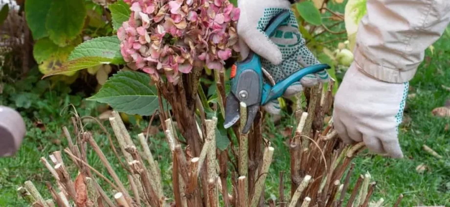 Hydrangea care in autumn 