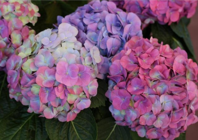 Hydrangea Chameleon: photo, planting and care, reproduction