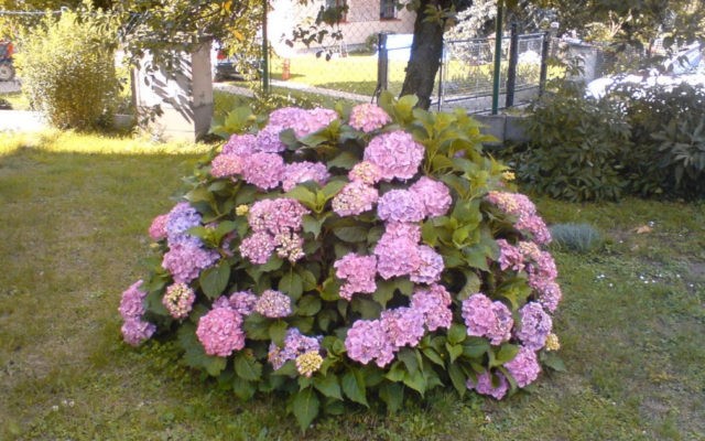 Hydrangea Chameleon: photo, planting and care, reproduction