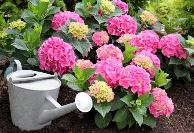 Hydrangea Chameleon: photo, planting and care, reproduction