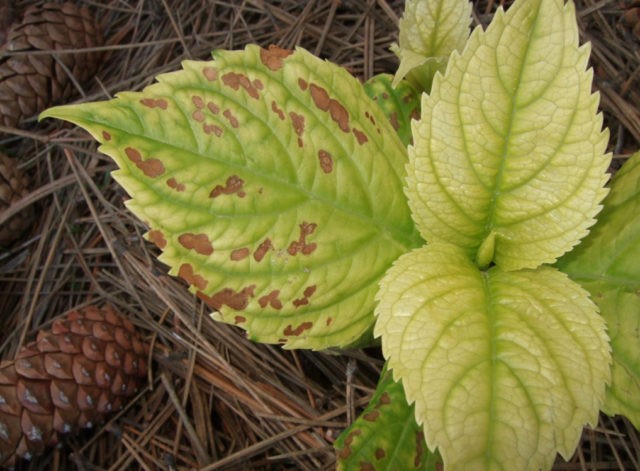 Hydrangea Chameleon: photo, planting and care, reproduction