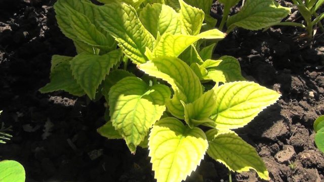 Hydrangea chlorosis: treatment, photo and prevention