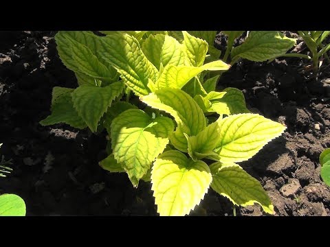 Hydrangea chlorosis: treatment, photo and prevention