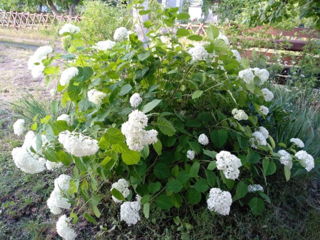 Hydrangea does not bloom: what is the reason, what to do