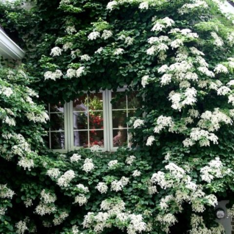 Hydrangea does not bloom: what is the reason, what to do