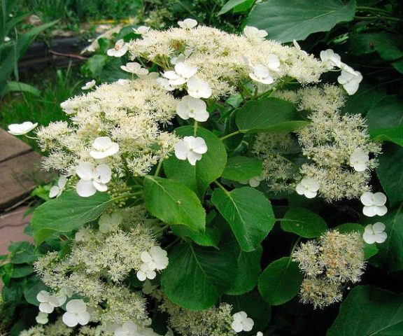 Hydrangea does not bloom: what is the reason, what to do