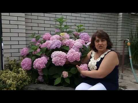 Hydrangea does not bloom: what is the reason, what to do