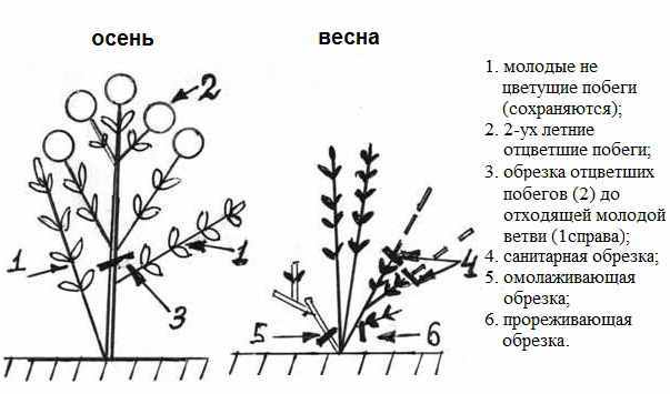 Hydrangea does not bloom: what is the reason, what to do