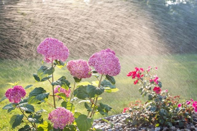 Hydrangea does not bloom: what is the reason, what to do