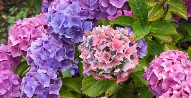 Hydrangea does not bloom: what is the reason, what to do