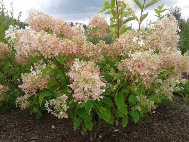 Hydrangea does not bloom: what is the reason, what to do