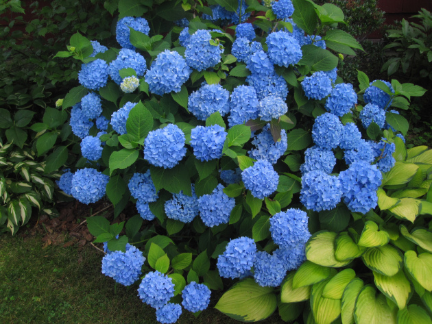 Hydrangea does not bloom: what is the reason, what to do