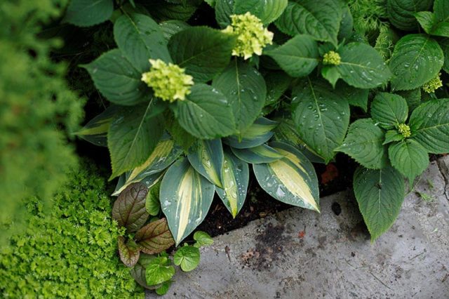 Hydrangea does not bloom: what is the reason, what to do