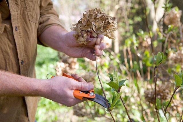 Hydrangea does not bloom: what is the reason, what to do