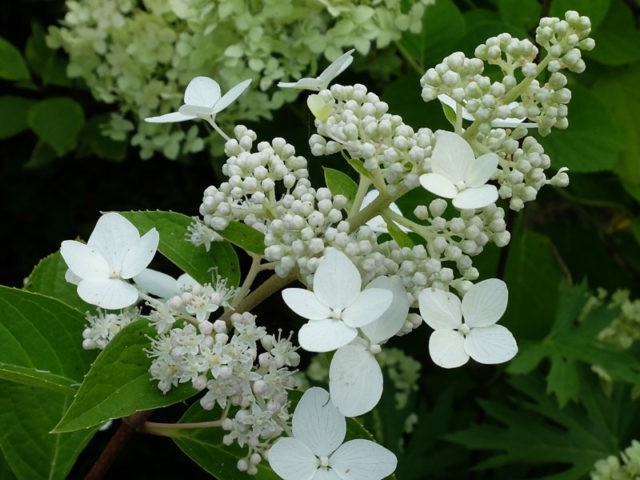 Hydrangea does not bloom: what is the reason, what to do