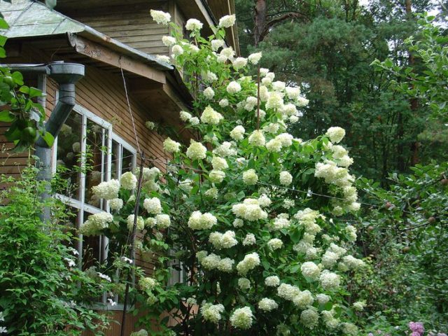 Hydrangea does not bloom: what is the reason, what to do