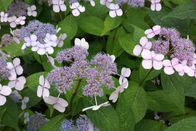 Hydrangea does not bloom: what is the reason, what to do