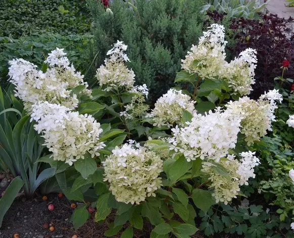 Hydrangea Dolly: description and photo, planting, care, reviews