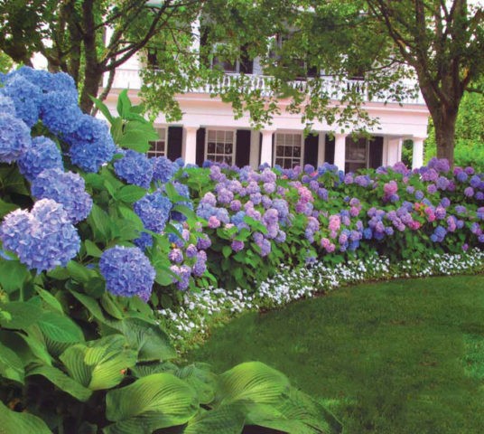 Hydrangea Early Blue (Earley Blue): planting and care, pruning, reviews