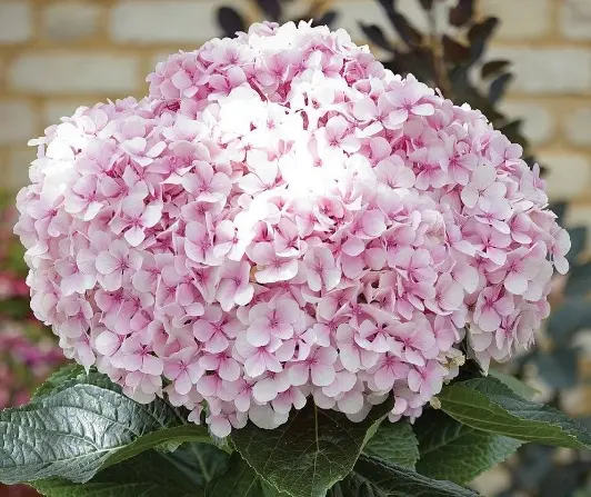 Hydrangea Eternal Summer: description, planting and care, winter hardiness, reviews
