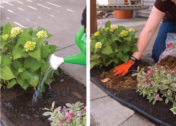 Hydrangea Eternal Summer: description, planting and care, winter hardiness, reviews